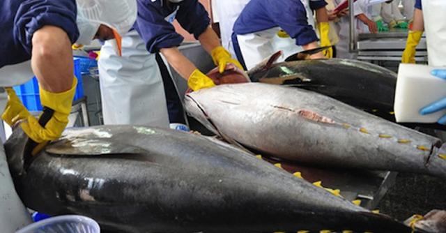 Bất chấp xung đột Ukraine, xuất khẩu cá ngừ Việt Nam sang Nga ngày càng khả quan loading=