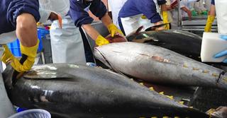 Bất chấp xung đột Ukraine, xuất khẩu cá ngừ Việt Nam sang Nga ngày càng khả quan