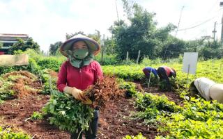 Lâm Đồng: Trồng cây lạc đen trong vườn cà phê nông dân phấn khởi vừa giúp tốt đất vừa thu lợi nhuận cao