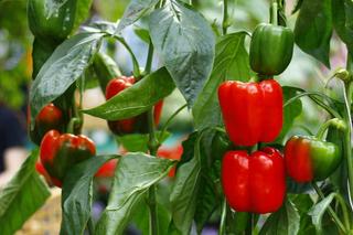 Lâm Đồng: Sử dụng thiên địch phòng trừ sâu hại cây ớt ngọt