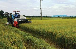 Cơ hội vàng cho gạo Việt Nam khi nguồn cung gạo toàn cầu giảm