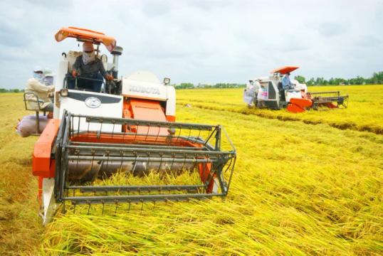 Liên kết sản xuất lúa vừa giúp tăng giá trị sản xuất vừa tạo đầu ra ổn định loading=