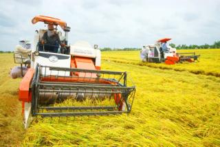 Liên kết sản xuất lúa vừa giúp tăng giá trị sản xuất vừa tạo đầu ra ổn định