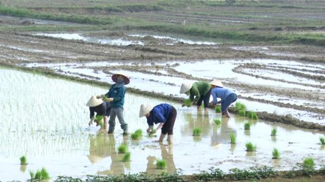 Hướng dẫn: Đảm bảo công tác thuỷ lợi nội đồng trong giai đoạn gieo cấy lúa vụ lúa mới
