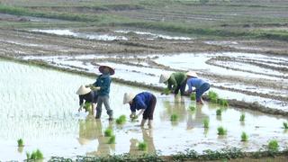 Hướng dẫn: Đảm bảo công tác thuỷ lợi nội đồng trong giai đoạn gieo cấy lúa vụ lúa mới