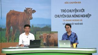 GÓC CHUYÊN GIA: Cách dự trữ cỏ cho trâu bò vào mùa giáp hạt theo khuyến cáo của chuyên gia