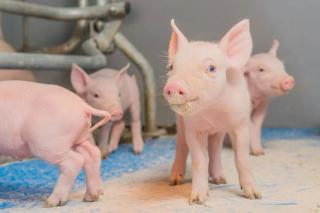 Hướng dẫn: Chăm sóc lợn con giai đoạn cai sữa