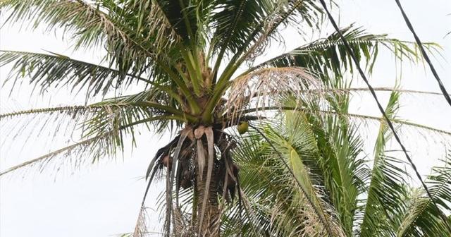 Hơn 2.600 ha vườn dừa ở Bến Tre bị nhiễm sâu đầu đen loading=