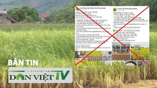 Bản tin Dân Việt TV 5/7: Khởi tố 7 đối tượng bán lúa giống giả - Thận trọng khi mua lúa giống qua MXH 