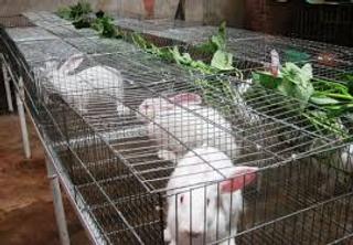 Hướng dẫn: Phòng bệnh cho đàn thỏ nuôi khi thời tiết mưa nắng thất thường