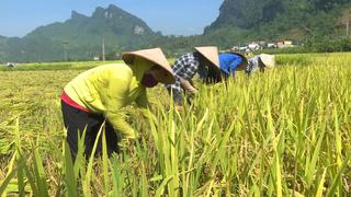 Hướng dẫn: Khẩn trương thu hoạch lúa Xuân tránh mưa giông gây thiệt hại về năng suất