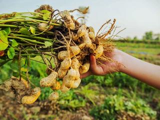 Hướng dẫn: Tận dụng phụ phẩm nông nghiệp làm thức ăn chăn nuôi bằng phương pháp ủ chua