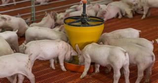 Hướng dẫn: Phương pháp phòng bệnh phù thũng cho đàn lợn con 