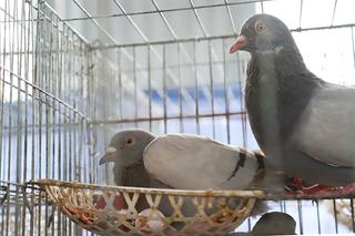 Hướng dẫn: Kỹ thuật nuôi chim bồ câu Pháp giúp đạt hiệu quả kinh tế cao 