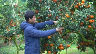 Mạnh dạn chặt 200 gốc bưởi để trồng ghép cây cam ngọt, anh nông dân Bắc Giang trở thành tỷ phú