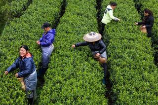 Dùng công nghệ cực kỳ thông minh, nông dân Trung Quốc "lột xác" phương thức sản xuất chè