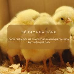 SỔ TAY NHÀ NÔNG: Cách chăm sóc gà thả vườn giai đoạn con non đạt hiệu quả cao