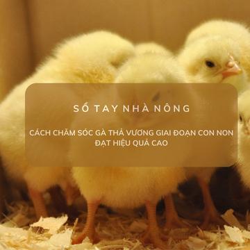 SỔ TAY NHÀ NÔNG: Cách chăm sóc gà thả vườn giai đoạn con non đạt hiệu quả cao loading=