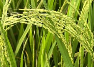 Hướng dẫn: Các biện pháp phòng trừ hiện tượng lúa cỏ trong giai đoạn lúa trổ bông, làm đòng 