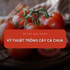 SỔ TAY NHÀ NÔNG: Hướng dẫn cách trồng cây cà chua đạt hiểu quả kinh tế cao