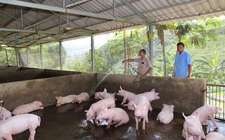 Hướng dẫn: Đảm bảo môi trường chăn nuôi giảm phát sinh dịch bệnh 