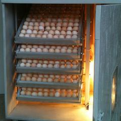 Hướng dẫn: Bảo quản trứng gà đúng cách để đảm bảo tỉ lệ nở 