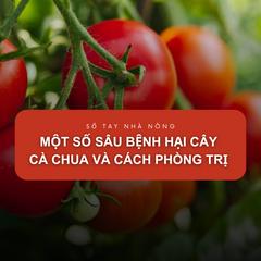 SỔ TAY NHÀ NÔNG: Một số sâu bệnh hại cây cà chua và cách phòng trừ