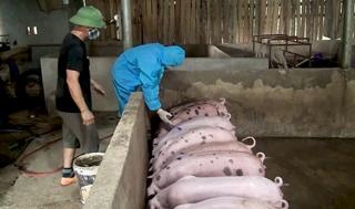 Hỗ trợ khẩn cấp 1.000 liều vắc xin phòng dịch tả lợn Châu Phi cho một huyện của Lào Cai