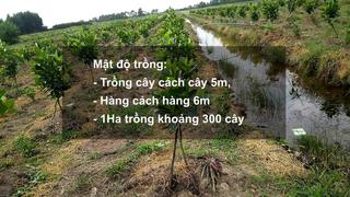 Sổ tay Nhà nông: Kỹ thuật trồng và chăm sóc mít Thái ra trái quanh năm 