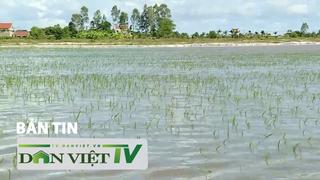 Bản tin Dân Việt TV 22/7: Hơn 44.500 hecta cây trồng bị ngập úng ở Trung du, đồng bằng Bắc bộ sau đợt mưa lớn