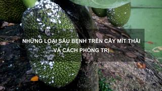 Sổ tay Nhà nông: Bí kíp phòng những loại sâu bệnh phổ biến trên cây mít Thái 