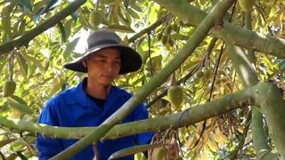 Đồng Nai: Trồng 500 gốc sầu riêng, sau 5 năm thanh niên phấn khởi trước mùa vàng bội thu