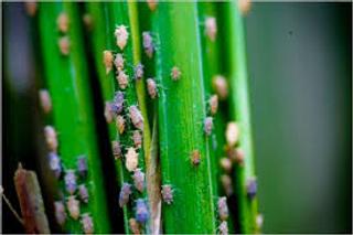 Hướng dẫn: Phòng chống rầy nâu gây hại trên cây lúa 