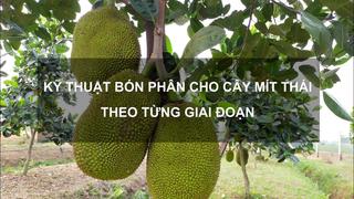 Sổ tay Nhà nông: Kỹ thuật bón phân cho cây mít Thái theo từng giai đoạn 