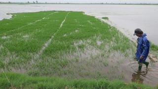Hướng dẫn: Các biện pháp tiêu thoát nước cho lúa mùa khi có mưa lớn gây ngập úng 