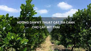 Sổ tay Nhà nông: Hướng dẫn kỹ thuật cắt tỉa cành cho cây mít Thái