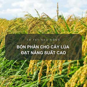 SỔ TAY NHÀ NÔNG: Kỹ thuật bón phân Lâm Thao cho cây lúa đạt năng suất cao
