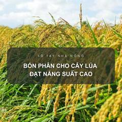 SỔ TAY NHÀ NÔNG: Kỹ thuật bón phân Lâm Thao cho cây lúa đạt năng suất cao