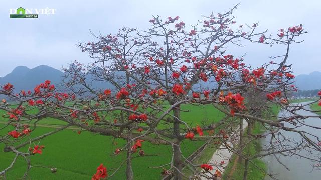 Hoa gạo tháng 3 thắp đỏ những con đường miền quê