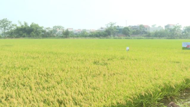 Nông dân Phú Thọ háo hức chuẩn bị thu hoạch lúa vụ chiêm Xuân 2024