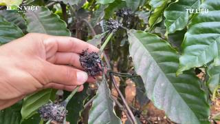 Hạn hán, sâu bệnh ảnh hưởng nặng tới năng suất cây cà phê tại Gia Lai
