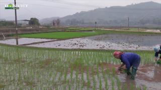 Bón phân NPK vi sinh Lâm Thao cho cây lúa ở Lào Cai cho hiệu quả bất ngờ