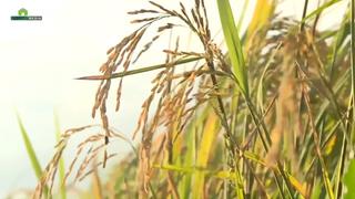 Làm rõ việc doanh nghiệp Việt phá giá xuất khẩu gạo